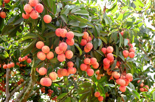 Luc Ngan litchi sold out in the US